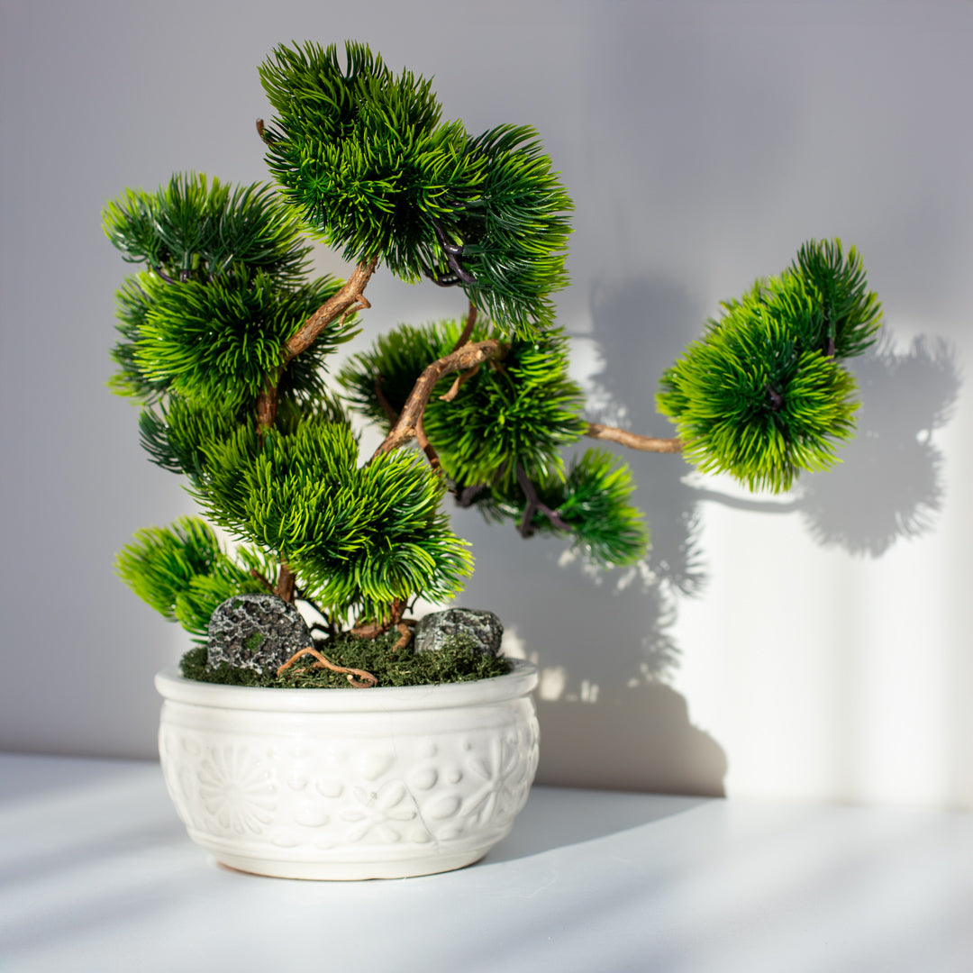 Bonsai Medelis "Šiluma"