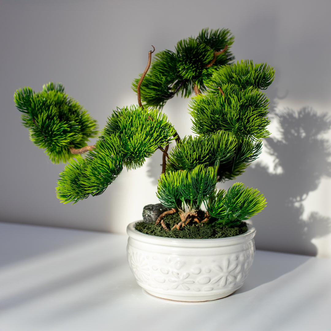 Bonsai Medelis "Šiluma"