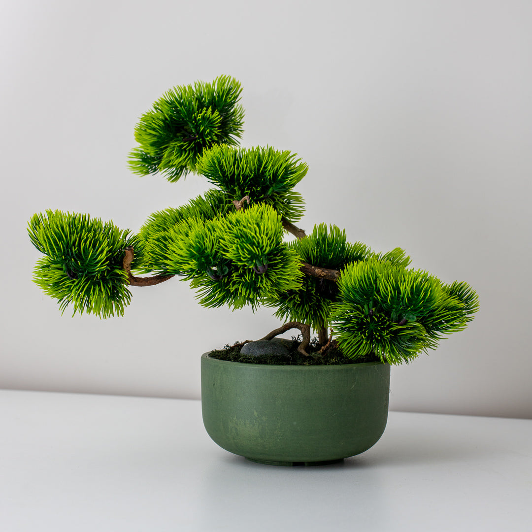 Bonsai Medelis "Ramuma"