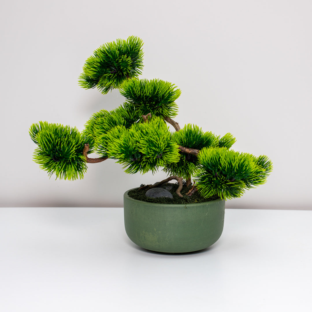 Bonsai Medelis "Ramuma"